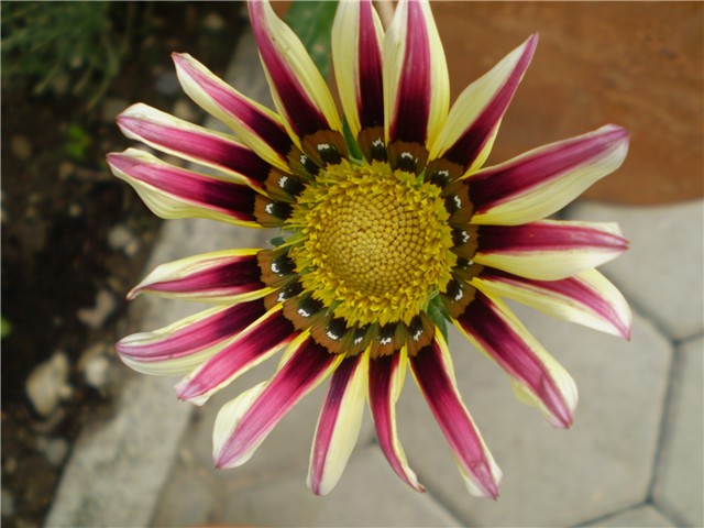 gazanija
